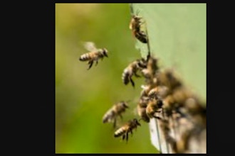 Beekeeping: Seasonal Management: Fall
